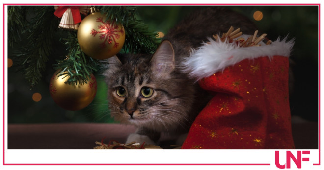 gatto albero natale