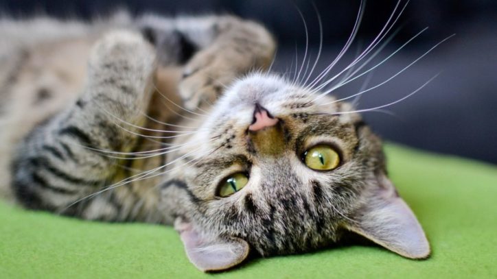 come rinfrescare il nostro gatto in estate