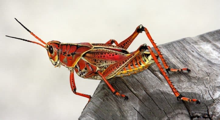 invasione cimici cavallette italia