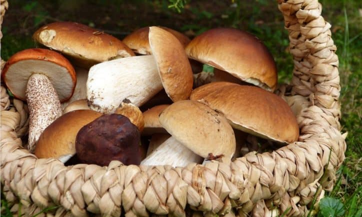 funghi gravidanza