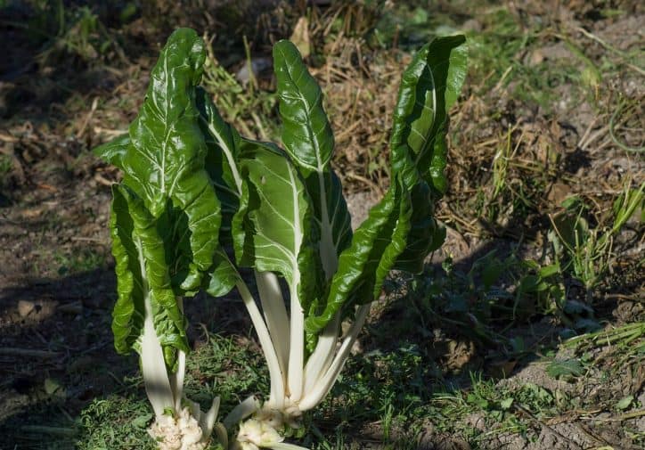 spesa febbraio frutta verdura stagione