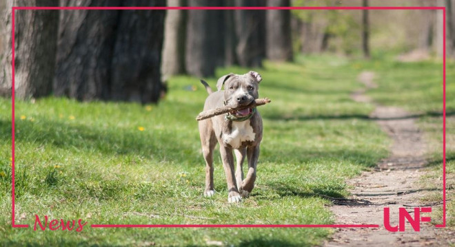 cane amstaff