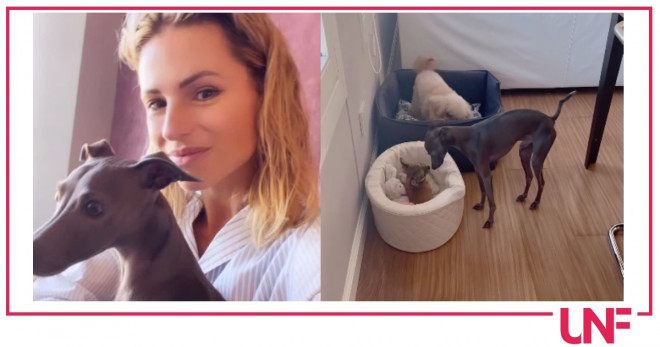 Michelle Hunziker cani