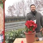 stella natale clerici