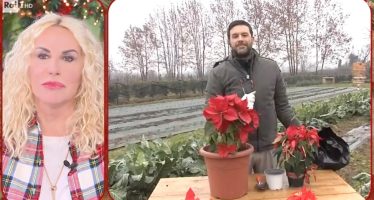 stella natale clerici