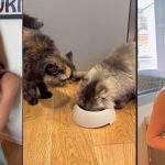 aurora ramazzotti gatta saba