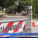 ultime notizie bisceglie