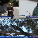 pavoni invadono punta marina