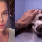 alba parietti cane